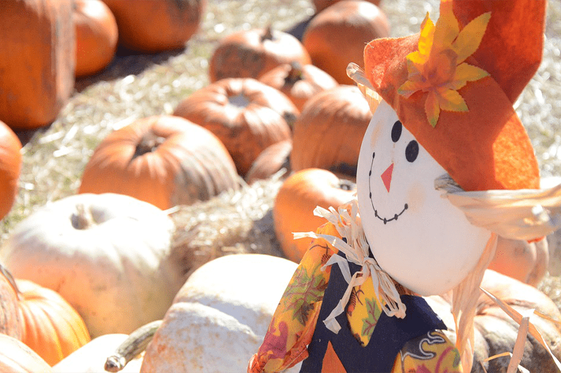 st louis pumpkin patches and hay rides